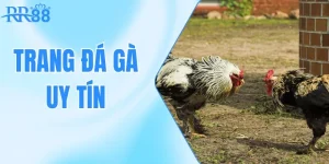 Top Trang Đá Gà Uy Tín Nhất - Xem Nhanh, Đặt Chuẩn, Ăn Lớn